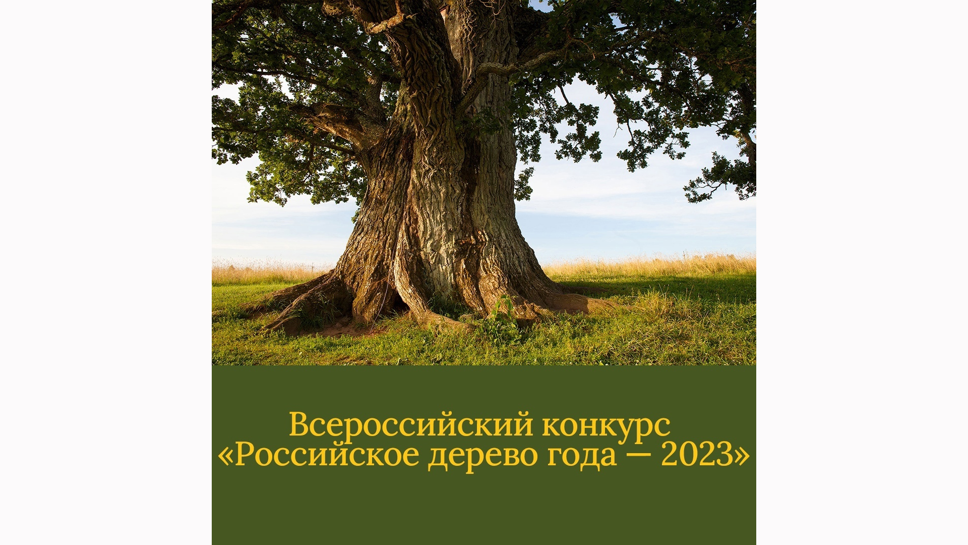 Конкурс &quot;Российкое дерево года - 2023&quot;.