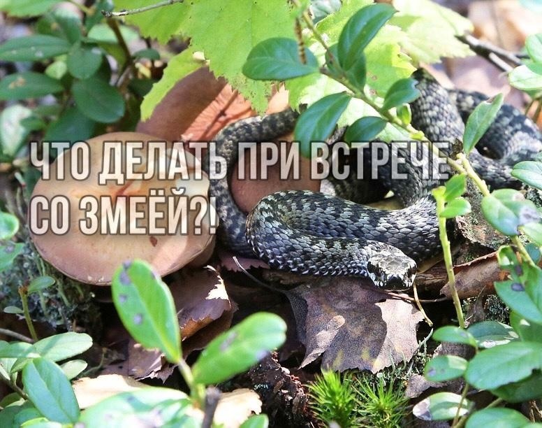 Что делать при встрече со змеей?.